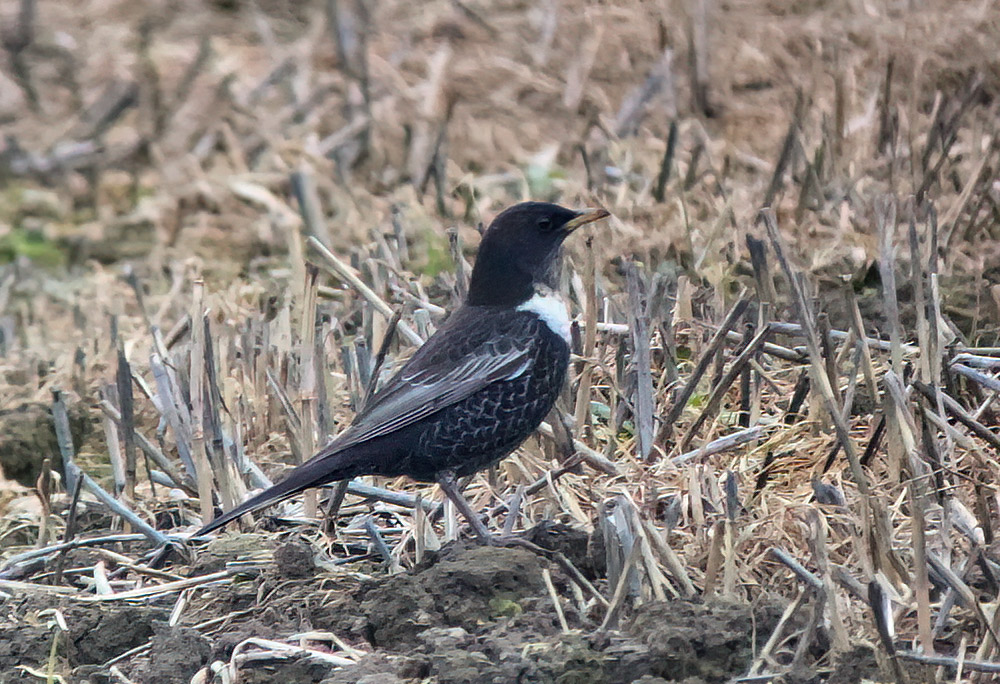 Ring ouzel